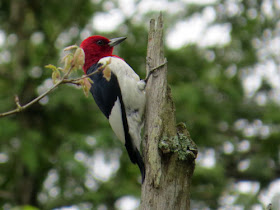 red headed woodpecker