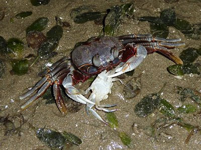 Ghost crab, Ocypode ceratophthalma