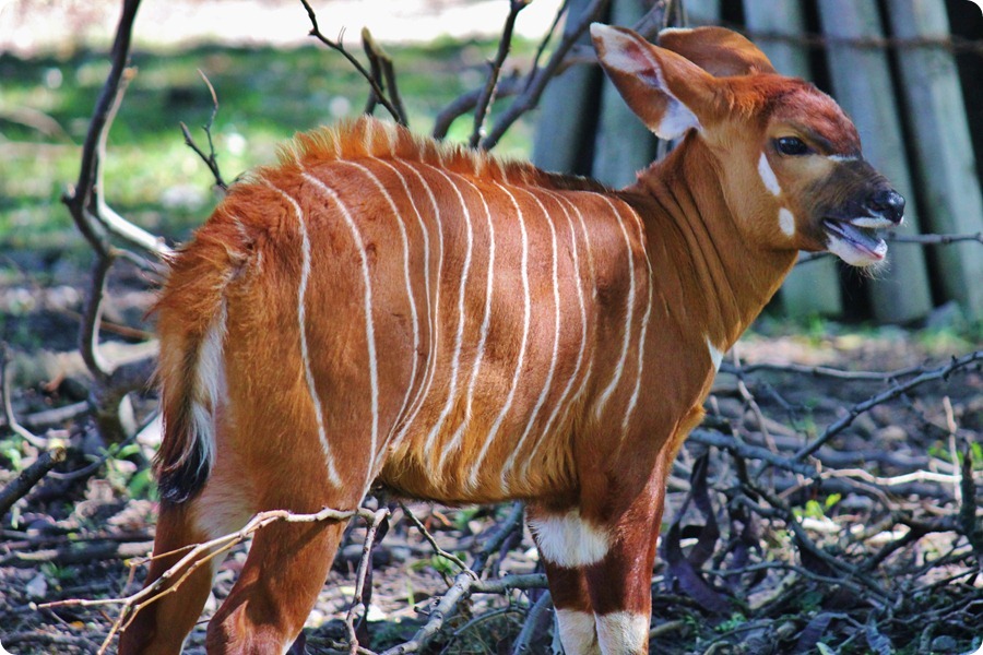 Zoo8 867
