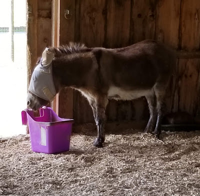 mini donkey with hanging bucket on ground