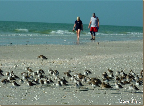 morning sanibel_108