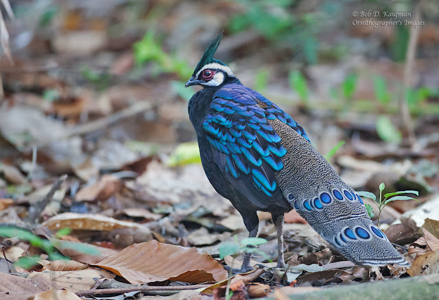 palawan peacock pheasant