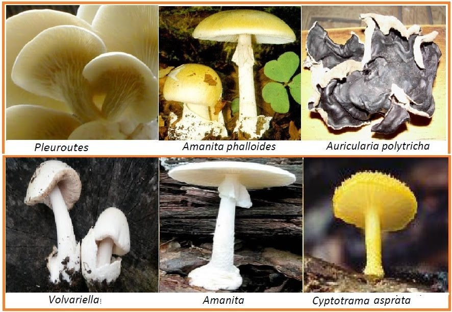Share about Biology Jamur  Fungi 