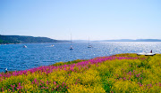 Sol og sommer i Oslofjorden, sett fra et blomstrende Steilene, en av