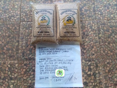 Benih padi yang dibeli   AGUS PRIYANTO Kebumen, Jateng..  (Sebelum packing karung).