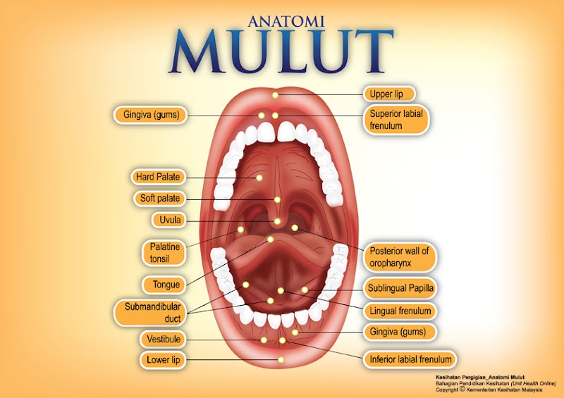 16+ Organ Mulut, Percantik Hunian!