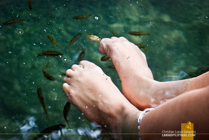 Siquijor Balete Tree Fish Spa