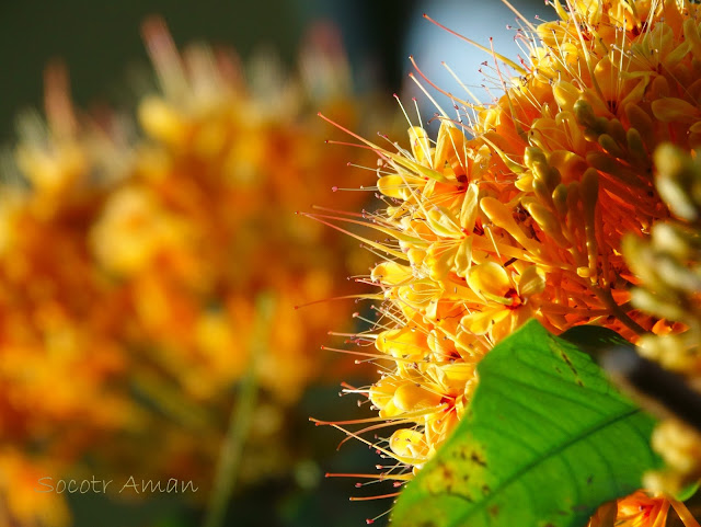 Saraca asoca