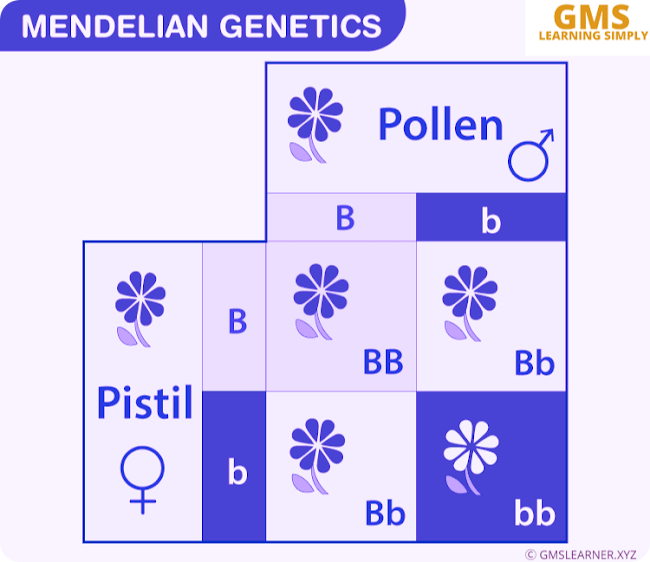 Mendelian Genetics : Explore Mendel's Law of Inheritance