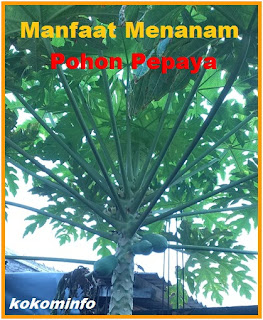 Manfaat Daun Pepaya untuk Kesehatan