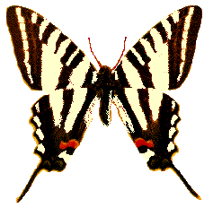 The Zebra Swallowtail Butterfly 