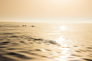 Delfines Estrecho Gibraltar