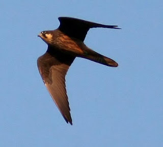 Eleonorae's Falcon (Falco eleonorae)