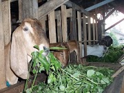 Syarat Kambing Untuk Aqiqah Yang Sesuai Dengan Anjuran