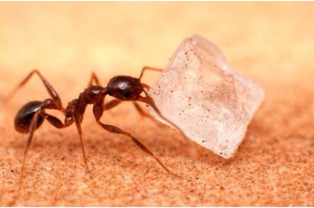 Apakah Semut Memang Bisa Diusir dengan Kapur Semut?