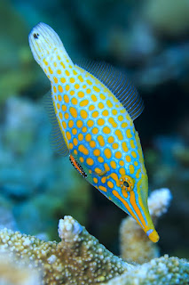 Coral reef fish 16