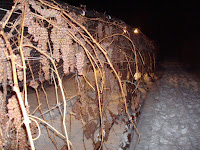 Row showing netting, snow