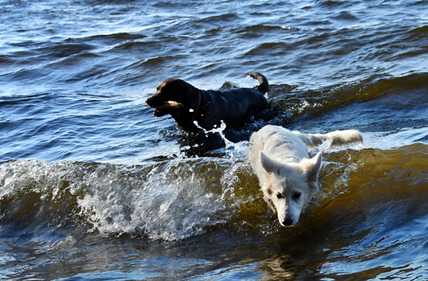 hvit gjeterhund labrador tyrifjorden rytterager lemostangen