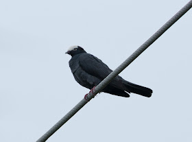 White-crowned Pigeon - Key West, Florida