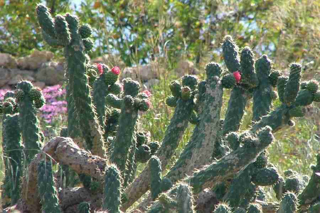 xuong-rong-Austrocylindropuntia-cylindrica