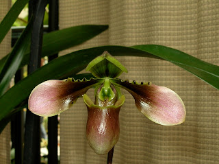 Paph. bulleniamum var. tortipetalum