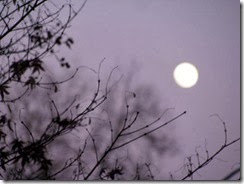 IMG_0008