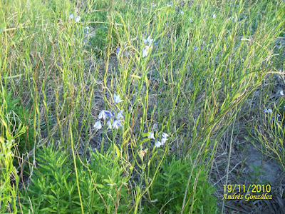 Solanum amygdalifolium