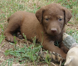 Chesapeake Bay Retriever Puppy Picture