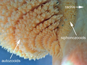 Various structures located on the leaf-like Sea Pen. Gastrozooids and sohponozooids are shown and labeled.