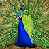 Peacock , Living Art !!!