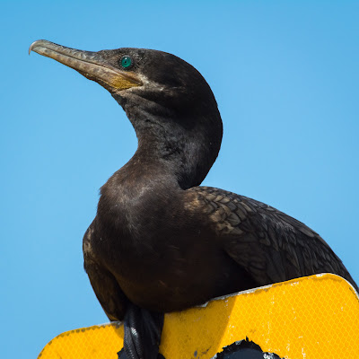 Neotropic Cormorant, Anahuac National Wildlife Refuge