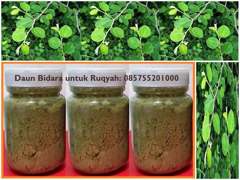 JUAL DAUN BIDARA DI JAKARTA | SURABAYA | MEDAN | BANDUNG | SEMARANG | MAKASSAR | PALEMBANG | PEKANBARU |  JUAL DAUN BIDARA DI BATAM | BANJARMASIN | JUAL DAUN BIDARA DI JAKARTA | SURABAYA | BANDUNG | SEMARANG | YOGYAKARTA | SOLO | BOGOR | MALANG | TASIKMALAYA | SERANG | JUAL DAUN BIDARA DI JAKARTA | SURABAYA | BANDUNG | BEKASI | TANGERANG | JUAL DAUN BIDARA DI DEPOK | SEMARANG | TANGERANG | BOGOR | MALANG | JUAL DAUN BIDARA DI MEDAN | PALEMBANG | PEKANBARU | BATAM | BANDAR LAMPUNG | PADANG | JAMBI | BANDA ACEH | BENGKULU | PANGKAL PINANG | JUAL DAUN BIDARA DI BANJARMASIN | BALIKPAPAN | JUAL DAUN BIDARA DI SAMARINDA | PONTIANAK | PALANGKARAYA | SAMPIT | BONTANG | BANJAR | TARAKAN