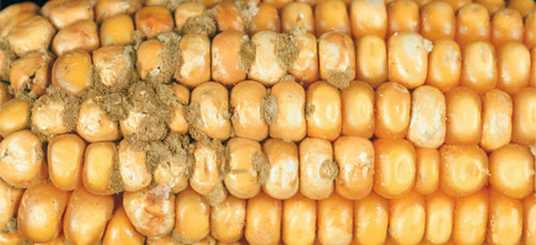 ALTERACIÓN DE LA EPIGENÓMICA EN CARCINOMA HEPATOCELULAR: AFLATOXINA 