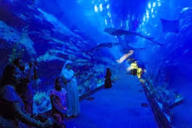 Dubai aquarium and underwater zoo, Dubai aquarium and underwater, r zoo at the Dubai mall, the Dubai aquarium and underwater zoo, underwater aquarium and zoo Dubai, place to visit in Dubai, best place to visit in Dubai, best things to do in Dubai, things to do in Dubai, places to visit Dubai, top place to visit in Dubai, place to visit, place to visit Dubai, Dubai best place to visit, place in Dubai to visit, things to do in Dubai, what to do in Dubai, visiting Dubai, Dubai tourism attraction, top tourists attractions in Dubai