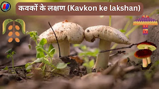 कवकों के लक्षण (Kavkon ke lakshan in Hindi)