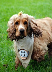 Pet's 5 (14_1) (2)