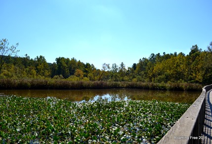 Tall grass growing on the beaver dam
