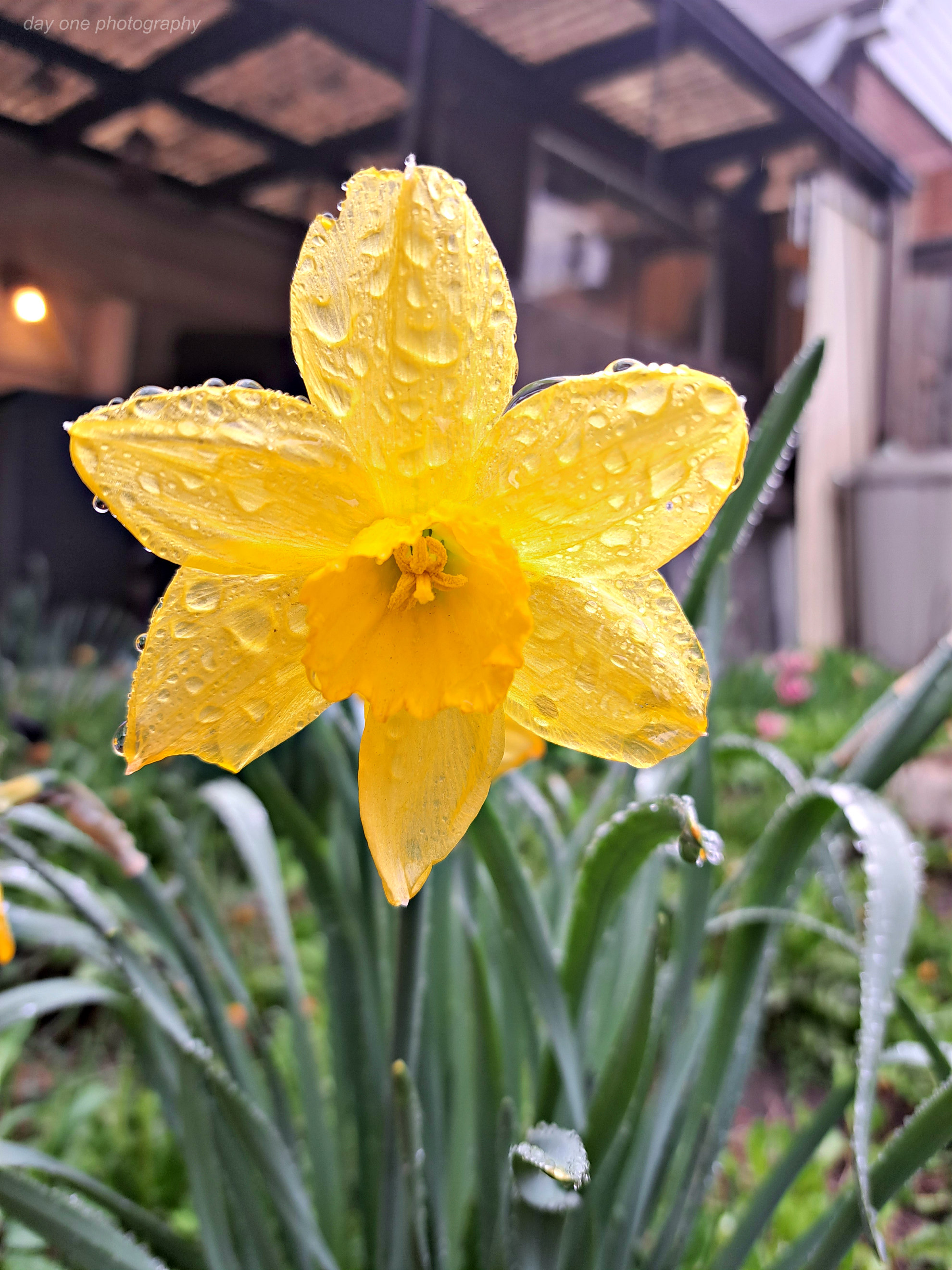 Day One Photography: Rainy Daffodil