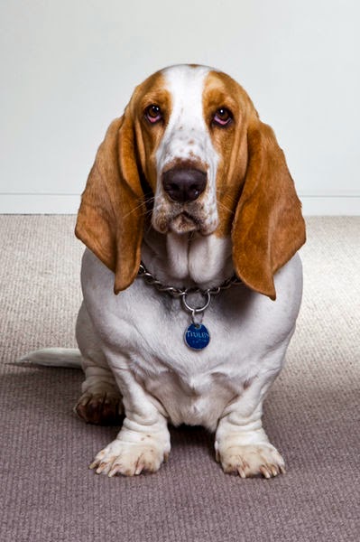 guilty bassett hound