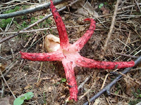 Clathrus archeri