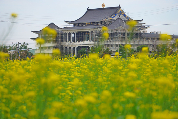 彰化秀水金陵玉陵宮花海美不勝收，金陵風箏花海節親子健走歡樂GO