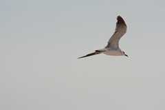 IMG_8062-1