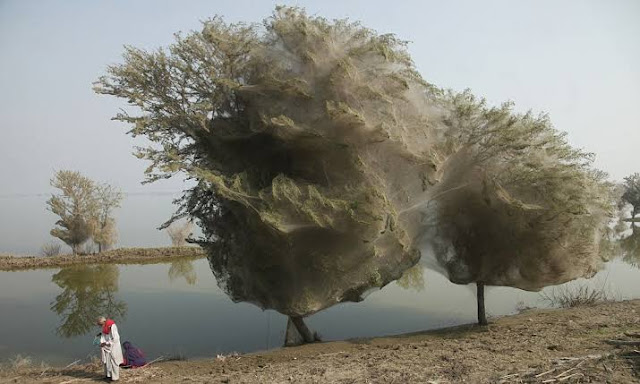 Ghost trees in Pakistan is among the amazing things in nature.