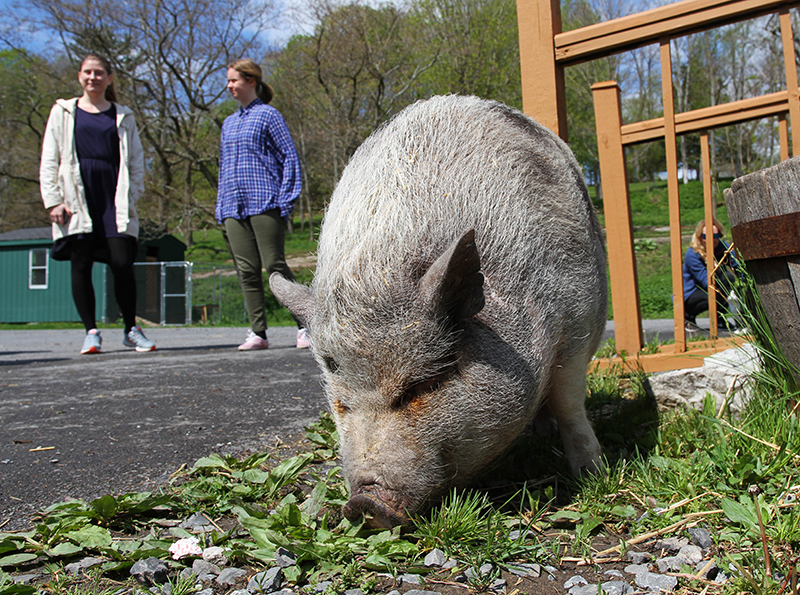 Veganreise New York Catskill Animal Sanctuary Mary Frances Potbelly Pig