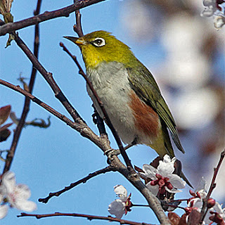 Download mp3 suara burung pleci china. Pemerian nama pleci china baru ada di blog ini. Dalam bahasa Inggrisnya disebut sebagai Red-flanked White-eye ataupun chestnut-flanked white-eye( zosterops erythropleurus).