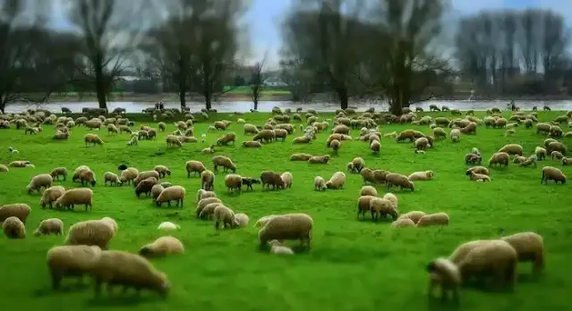 Αιγοπρόβατα