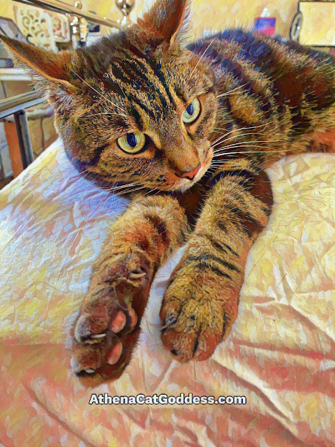 tabby cat with paws hanging off the bed