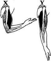 Mekanisme gerak antagonis pada lengan, otot bisep dan trisep