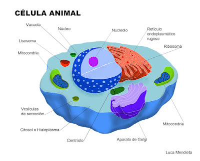 http://www.educaplus.org/play-16-C%C3%A9lula-animal.html