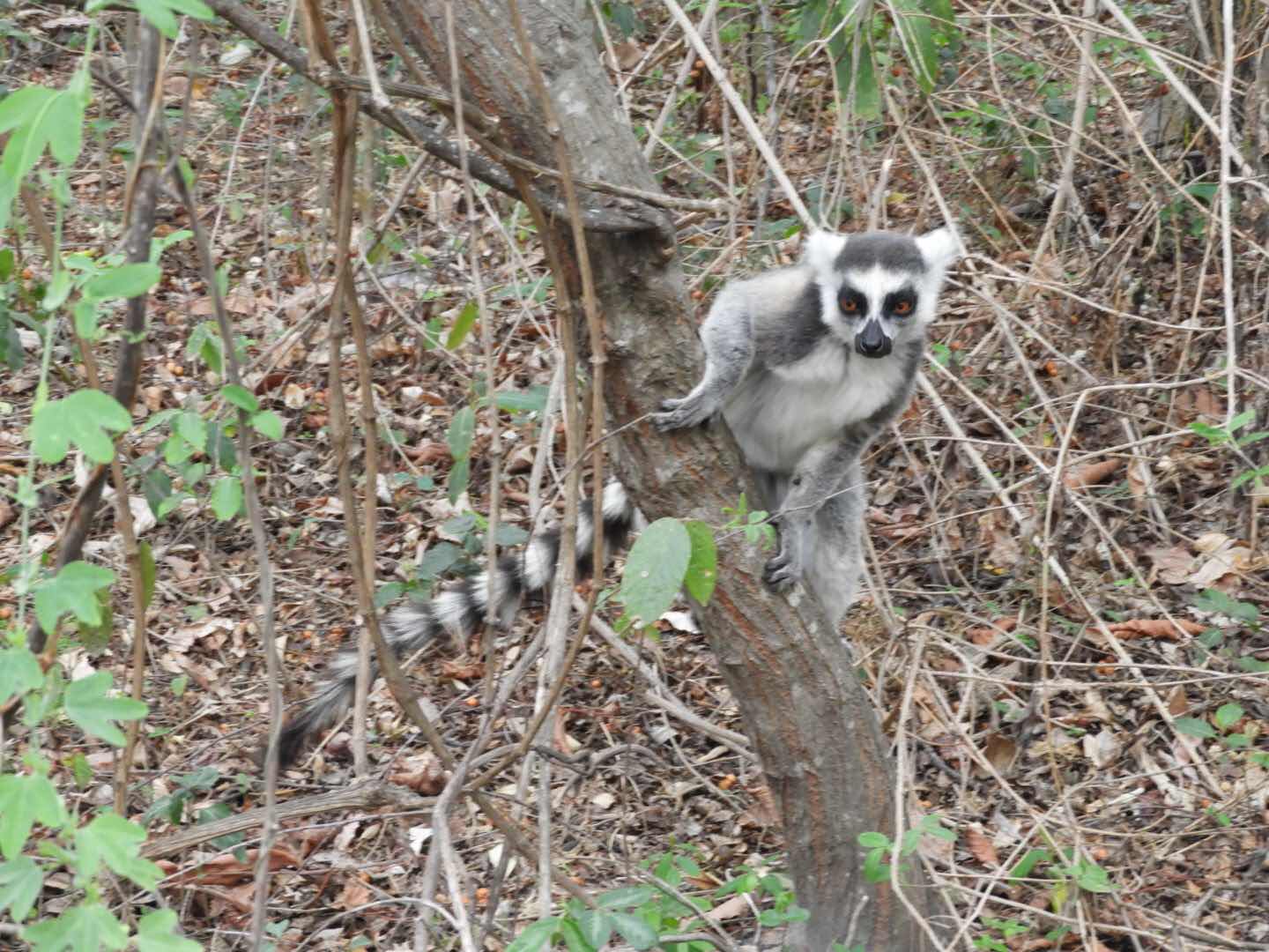 Ringstaart maki, Anja park, Madagaskar